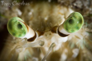 A Hermit Crab's Emerald Spirograph Eyes by Tony Cherbas 